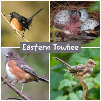 Eastern Towhee
